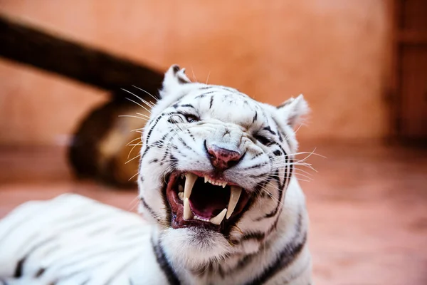 Hermoso retrato de tigre blanco — Foto de Stock