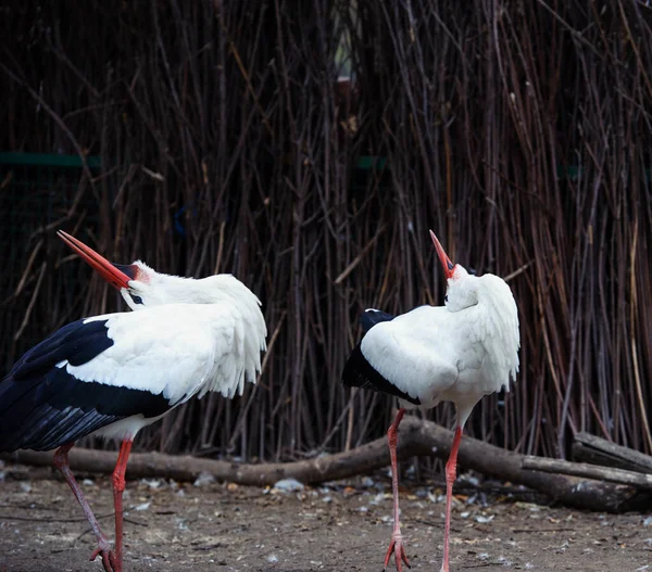 Beautiful White Storks Outdoor — 스톡 사진