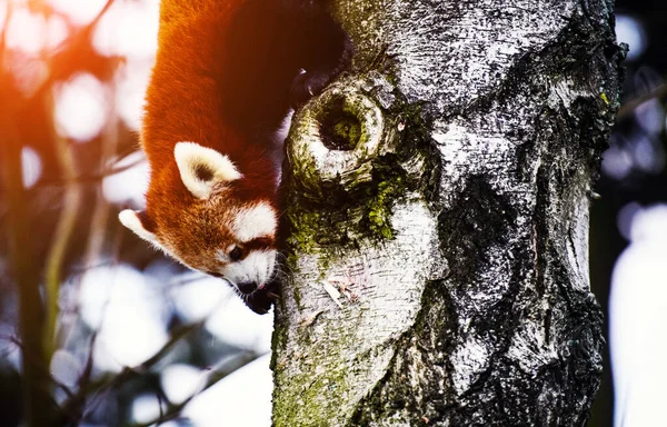 Retrato de um Panda Vermelho (Ailurus fulgens  ) — Fotografia de Stock