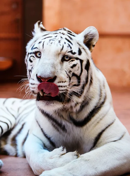 Güzel beyaz tiger portresi — Stok fotoğraf