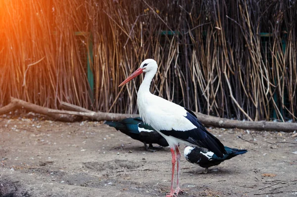 Schöner Weißstorch Freien — Stockfoto