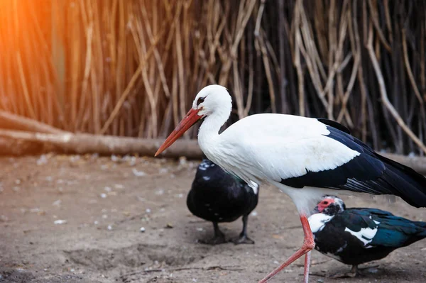 Belle Cigogne Blanche Plein Air — Photo