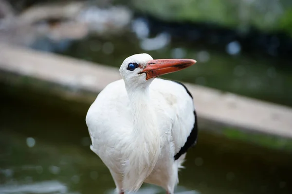 Beautiful White Stork Outdoor — Stock Photo, Image