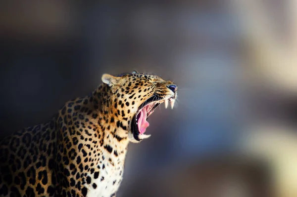 Ritratto di un bel leopardo — Foto Stock