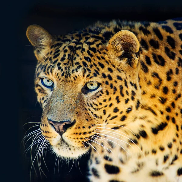 Leopardo aislado sobre fondo negro — Foto de Stock