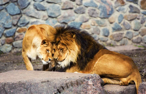 Löwe Und Löwin Porträt — Stockfoto