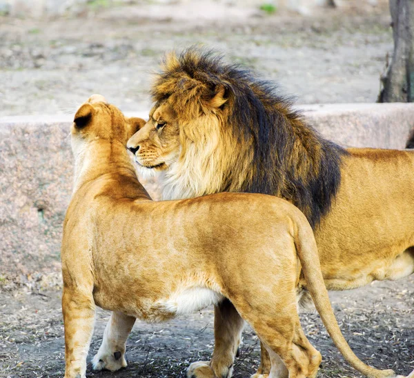 Potret Singa Dan Singa Lioness — Stok Foto