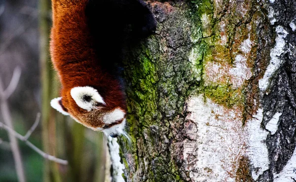 Retrato de un panda rojo (Ailurus fulgens  ) — Foto de Stock