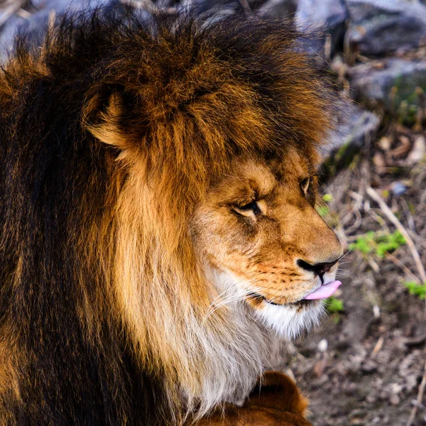Beau Lion Puissant — Photo