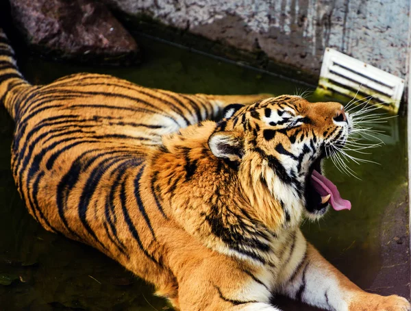 Belo retrato de tigre amur — Fotografia de Stock