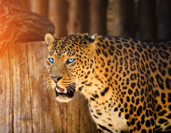 Portrét krásné leopardí — Stock fotografie