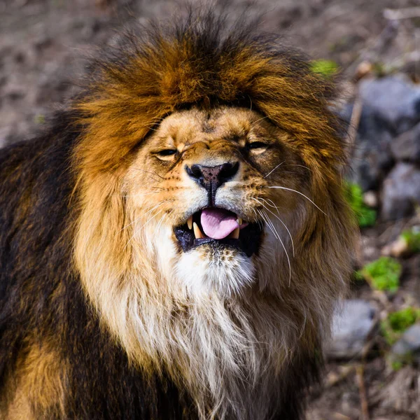 Beautiful Mighty Lion — Stock Photo, Image