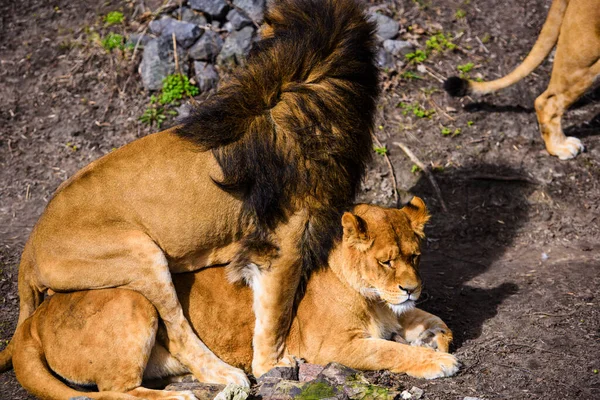 Hermoso león poderoso —  Fotos de Stock