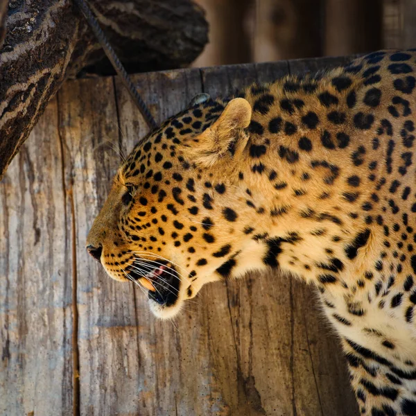 Portrét krásné leopardí — Stock fotografie
