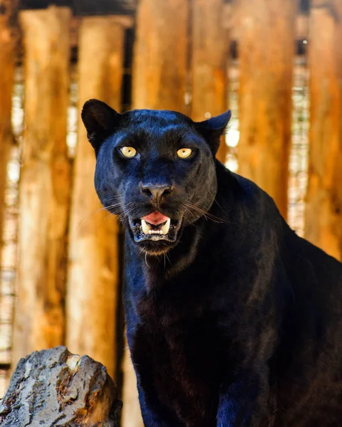 Scenic View Beautiful Black Panther — Stock Photo, Image