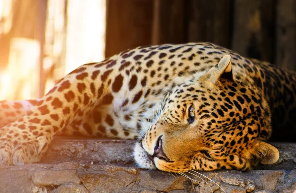 Portrait of a beautiful leopard — Stock Photo, Image