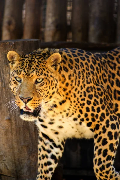 Retrato de um belo leopardo — Fotografia de Stock