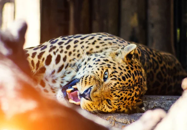 Leopardo — Fotografia de Stock