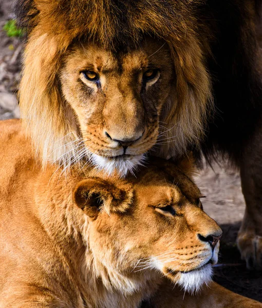Indah Mighty Lion — Stok Foto