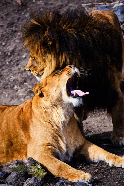 Güzel güçlü aslan