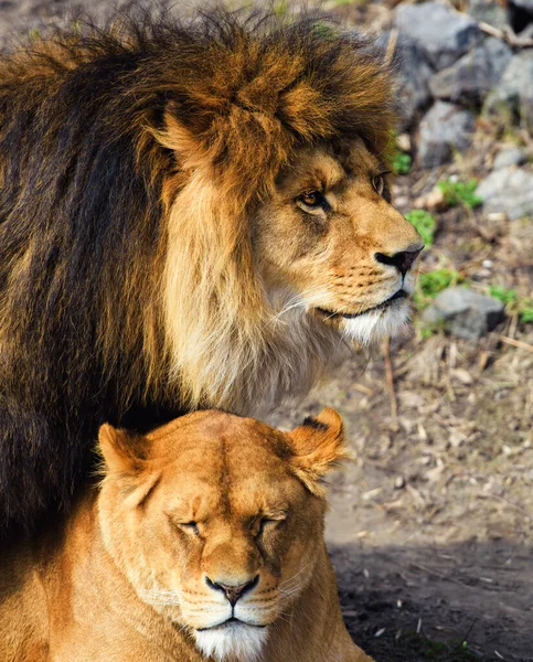 Schöner mächtiger Löwe — Stockfoto