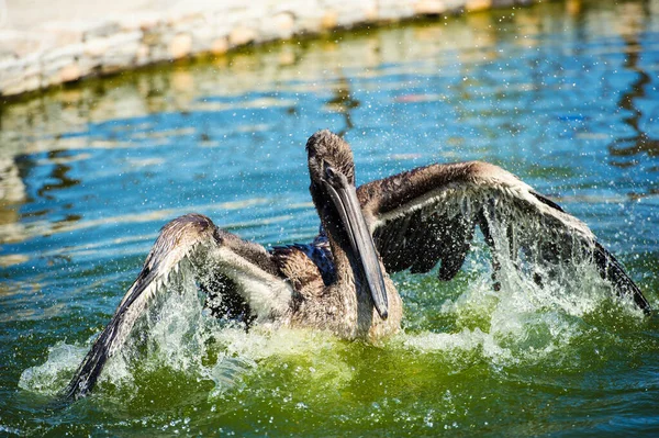 Vista Close Pássaro Pelicano Água — Fotografia de Stock