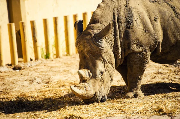 Um rinoceronte / rinoceronte branco — Fotografia de Stock