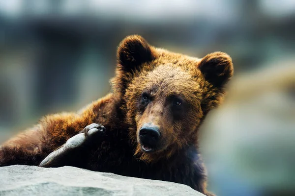 Scenic View Brown Bear Portrait — Stock Photo, Image