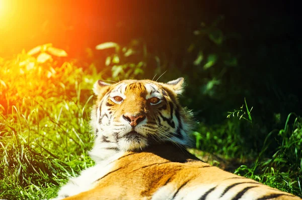 Mooie Tijger Dier Achtergrond — Stockfoto