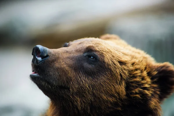 Szenische Ansicht Von Braunbär Porträt — Stockfoto