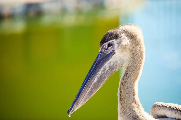 O retrato pelicano sobre fundo verde . — Fotografia de Stock
