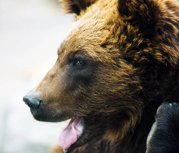 Scenic View Brown Bear Portrait — Stock Photo, Image