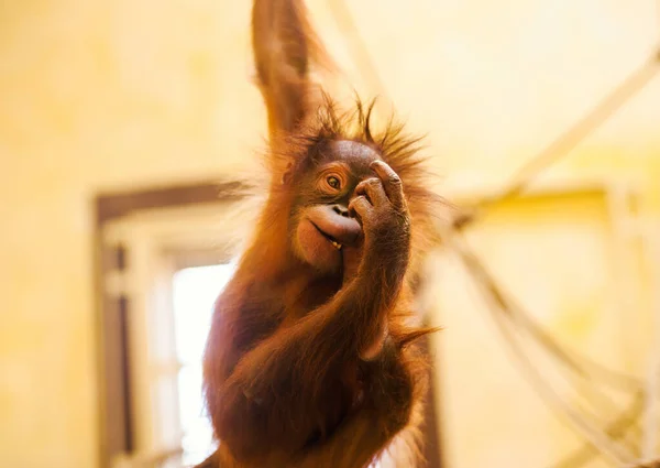 Funny Little Orangutan Close View — Stock Photo, Image