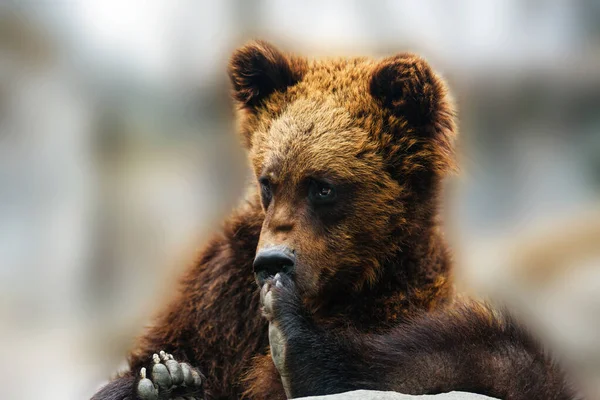 Γραφική Θέα Του Καφέ Αρκούδα Πορτρέτο — Φωτογραφία Αρχείου