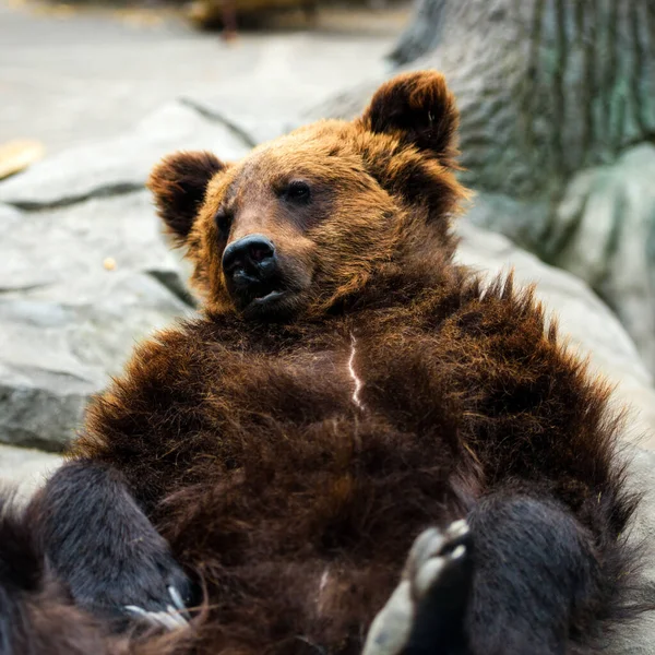 棕熊肖像画风景 — 图库照片