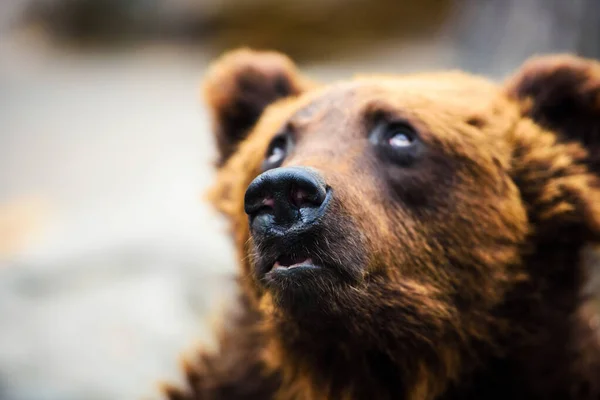 Portrait of young brown bear — Stock Photo, Image