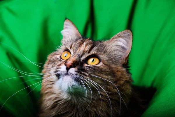 Retrato de gato hermoso — Foto de Stock
