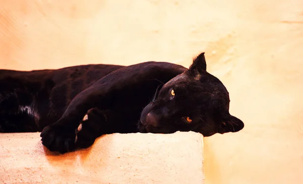 Живописный Вид Красивую Черную Пантеру — стоковое фото
