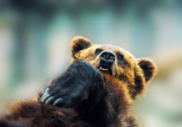 Pemandangan Indah Dari Brown Bear Potret — Stok Foto