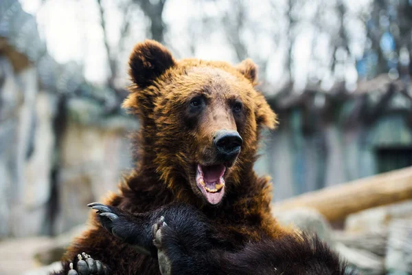 Portrait of young brown bear — Stock Photo, Image