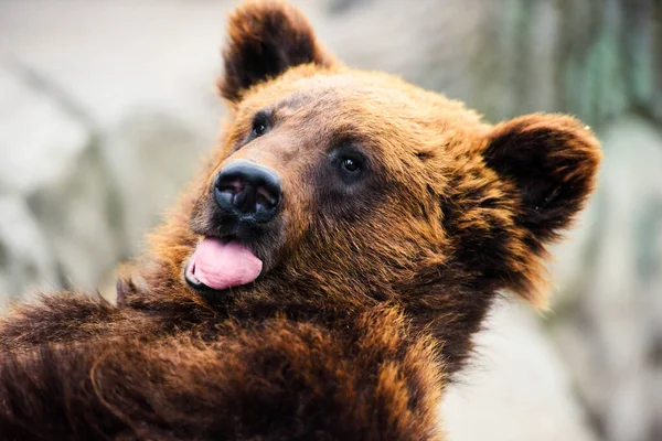 Portret młodego niedźwiedzia brunatnego — Zdjęcie stockowe