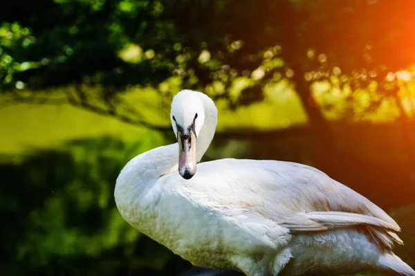 Majestuosa Vista Del Hermoso Cisne Joven —  Fotos de Stock