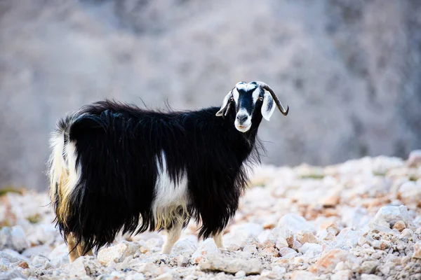 Tek dağ keçisi ayakta üst kısmında tahtalı Dağı, Tu — Stok fotoğraf