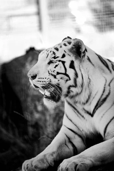 Beautiful Tiger Animal Background — 스톡 사진