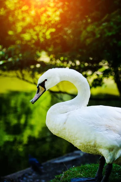 Vista Maestosa Bella Giovane Cigno — Foto Stock