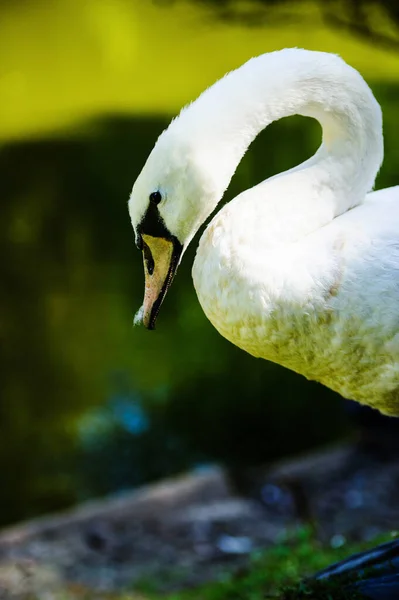 Majestuosa Vista Del Hermoso Cisne Joven — Foto de Stock