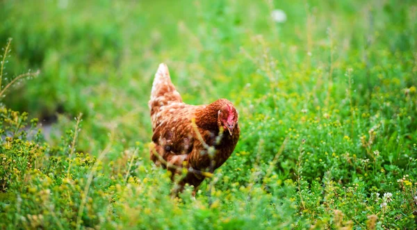 Pollo en una granja — Foto de Stock