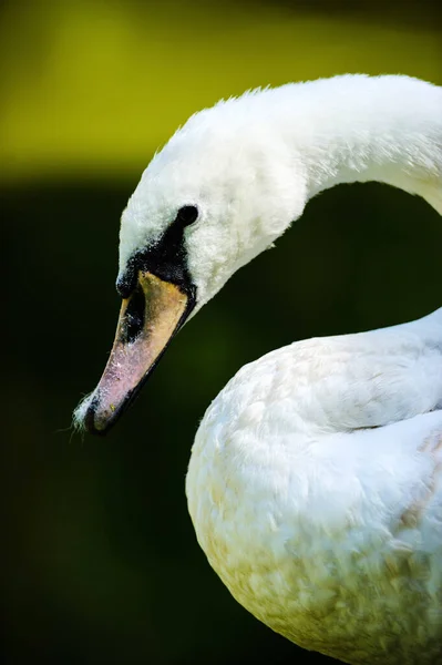 Vista Maestosa Bella Giovane Cigno — Foto Stock