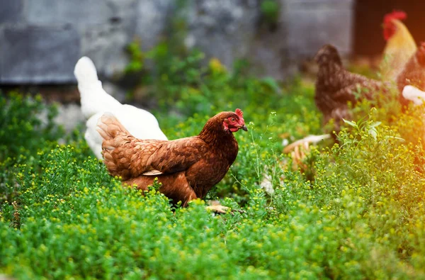Kana maatilalla — kuvapankkivalokuva
