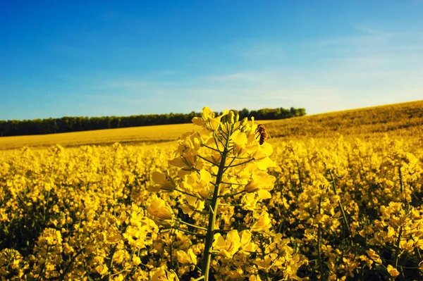 Alan mavi gökyüzü sarı kolza tohumu — Stok fotoğraf